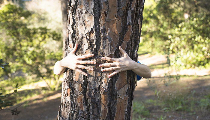 POR QUÉ EL USO DE LA MADERA ES UNA SOLUCIÓN PARA FRENAR EL CAMBIO CLIMÁTICO